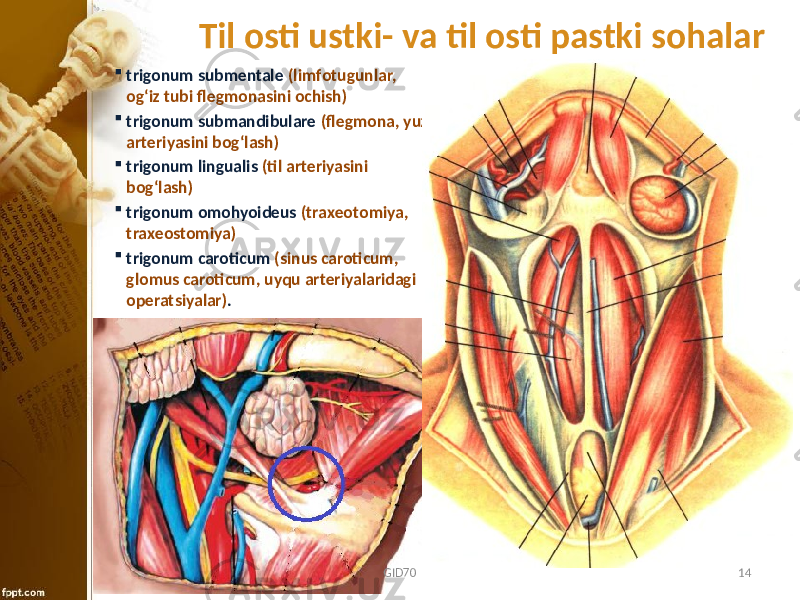 Til osti ustki- va til osti pastki sohalar  trigonum submentale (limfоtugunlar, оg‘iz tubi flеgmоnasini оchish)  trigonum submandibulare (flеgmоna, yuz artеriyasini bоg‘lash)  trigonum lingualis (til artеriyasini bоg‘lash)  trigonum omohyoideus (traхеоtоmiya, traхеоstоmiya)  trigonum caroticum (sinus caroticum, glomus caroticum, uyqu artеriyalaridagi оpеratsiyalar) . GID70 14 