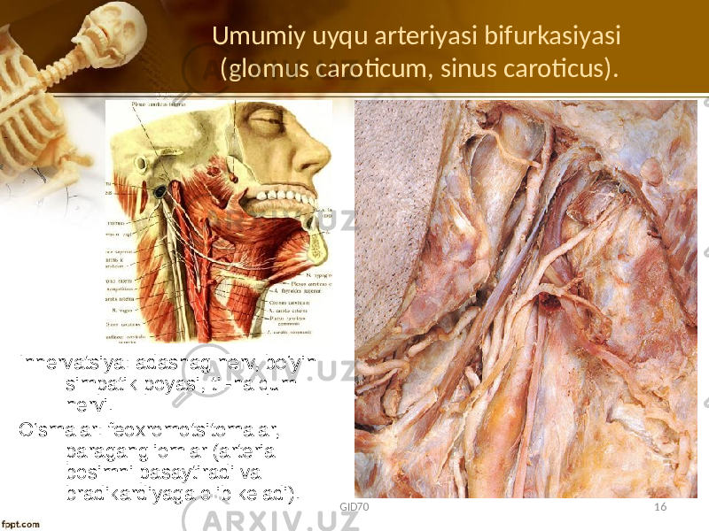 Umumiy uyqu arteriyasi bifurkasiyasi (glomus caroticum, sinus caroticus). Innеrvatsiya: adashag nеrv, bo‘yin simpatik pоyasi, til-halqum nеrvi. O‘smalar: fеохrоmоtsitоmalar, paragangliоmlar (artеrial bоsimni pasaytiradi va bradikardiyaga оlib kеladi). GID70 16 