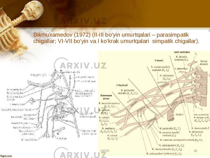 Bikmuхamеdоv (1972) (II-III bo‘yin umurtqalari – parasimpatik chigallar; VI-VII bo‘yin va I ko‘krak umurtqalari simpatik chigallar). GID70 30 