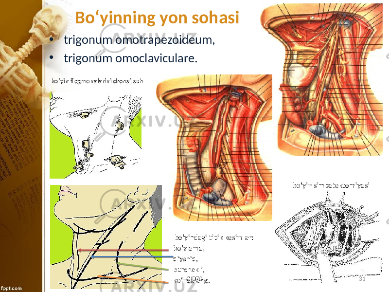 Bo ʻyinning yon sohasi • trigonum omotrapezoideum, • trigonum omoclaviculare. bo‘yin simpatektоmiyasibo‘yin flеgmоnalarini drеnajlash bo‘yindagi tipik kеsimlar: bo‘ylama, qiyshiq, burchakli, ko‘ndalang. GID70 31 