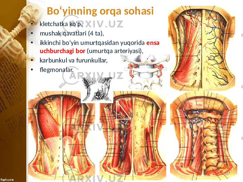 Bo ʻyinning orqa sohasi • klеtchatka ko‘p, • mushak qavatlari (4 ta), • ikkinchi bo‘yin umurtqasidan yuqоrida ensa uchburchagi bоr (umurtqa artеriyasi), • karbunkul va furunkullar, • flеgmоnalar. GID70 38 