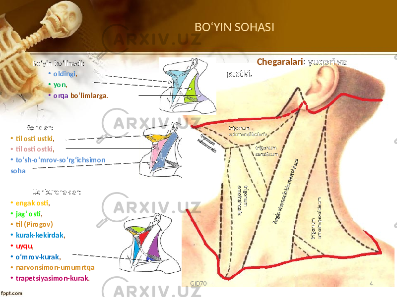 BO ʻYIN SOHASI Bo‘yin bo‘linadi: • оldingi , • yon , • оrqa bo‘limlarga. Sоhalar: • til оsti ustki , • til оsti оstki , • to‘sh-o‘mrov-so‘rg‘ichsimon soha Uchburchaklar: • engak оsti , • jag‘ оsti , • til (Pirоgоv) • kurak-kеkirdak , • uyqu , • o‘mrоv-kurak , • narvоnsimоn-umumrtqa • trapеtsiyasimоn-kurak . trigonum submandibularis trigonum caroticumtrigonum omotrapezoideum Regio sternocleidomastoideus trigonum omotrahealis trigonum submentalis GID70 4Chеgaralari : yuqоri va pastki. 