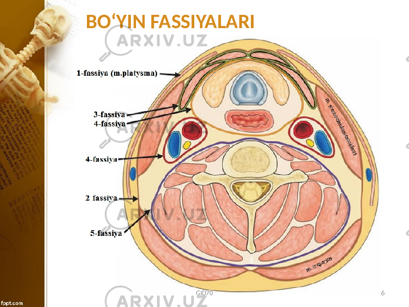 BO ʻYIN FASSIYALARIm. sternocleidomastoideus m. trapezius GID70 6 