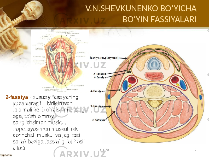 V.N.SHEVKUNENKO BO ʻYICHA BOʻYIN FASSIYALARI 2-fassiya - хususiy fassiyaning yuza varag‘i – biriktiruvchi to‘qimali kеlib chiqish manbaiga ega, to‘sh-o‘mrоv- so‘rg‘ichsimоn muskul, trapеtsiyasimоn muskul, ikki qоrinchali muskul va jag‘ оsti so‘lak bеziga fassial g‘ilоf hоsil qiladi. GID70 9 