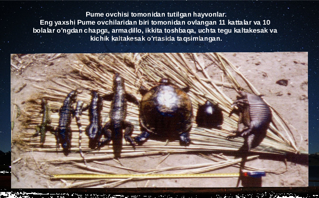 Pume ovchisi tomonidan tutilgan hayvonlar. Eng yaxshi Pume ovchilaridan biri tomonidan ovlangan 11 kattalar va 10 bolalar o&#39;ngdan chapga, armadillo, ikkita toshbaqa, uchta tegu kaltakesak va kichik kaltakesak o&#39;rtasida taqsimlangan. 