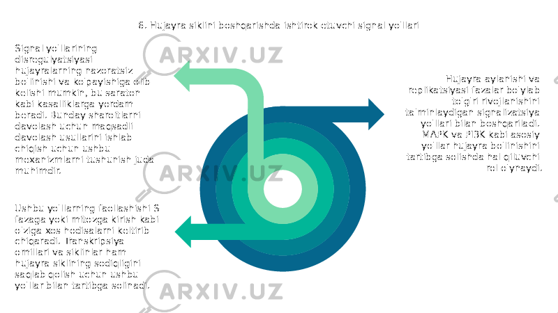 Hujayra aylanishi va replikatsiyasi fazalar bo&#39;ylab to&#39;g&#39;ri rivojlanishini ta&#39;minlaydigan signalizatsiya yo&#39;llari bilan boshqariladi. MAPK va PI3K kabi asosiy yo&#39;llar hujayra bo&#39;linishini tartibga solishda hal qiluvchi rol o&#39;ynaydi. Ushbu yo&#39;llarning faollashishi S fazaga yoki mitozga kirish kabi o&#39;ziga xos hodisalarni keltirib chiqaradi. Transkripsiya omillari va siklinlar ham hujayra siklining sodiqligini saqlab qolish uchun ushbu yo&#39;llar bilan tartibga solinadi. 6. Hujayra siklini boshqarishda ishtirok etuvchi signal yo&#39;llari Signal yo&#39;llarining disregulyatsiyasi hujayralarning nazoratsiz bo&#39;linishi va ko&#39;payishiga olib kelishi mumkin, bu saraton kabi kasalliklarga yordam beradi. Bunday sharoitlarni davolash uchun maqsadli davolash usullarini ishlab chiqish uchun ushbu mexanizmlarni tushunish juda muhimdir. 