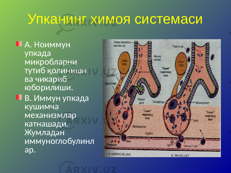 Упканинг химоя системаси A. Ноиммун упкада микробларни тутиб қолиниши ва чикариб юборилиши. B. Иммун упкада кушимча механизмлар катнашади. Жумладан иммуноглобулинл ар. 