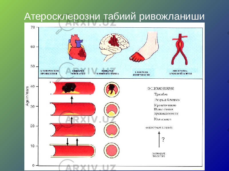 Атеросклерозни табиий ривожланиши 