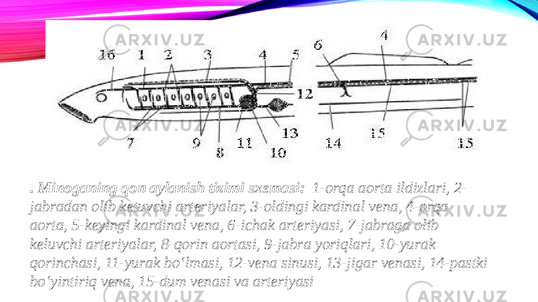 . Minoganing qon aylanish tizimi sxemasi: 1-orqa aorta ildizlari, 2- jabradan olib ketuvchi arteriyalar, 3-oldingi kardinal vena, 4-orqa aorta, 5-keyingi kardinal vena, 6-ichak arteriyasi, 7-jabraga olib keluvchi arteriyalar, 8-qorin aortasi, 9-jabra yoriqlari, 10-yurak qorinchasi, 11-yurak bo‘lmasi, 12-vena sinusi, 13-jigar venasi, 14-pastki bo‘yintiriq vena, 15-dum venasi va arteriyasi 