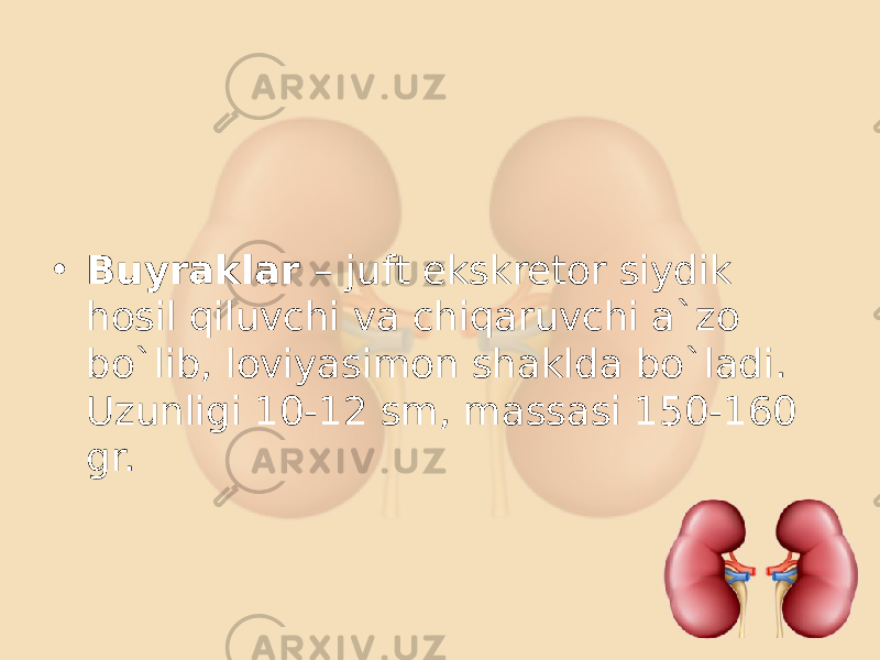 • Buyraklar – juft ekskretor siydik hosil qiluvchi va chiqaruvchi a`zo bo`lib, loviyasimon shaklda bo`ladi. Uzunligi 10-12 sm, massasi 150-160 gr. 