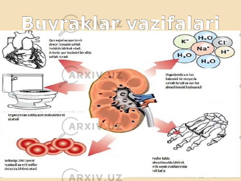 Buyraklar vazifalari 