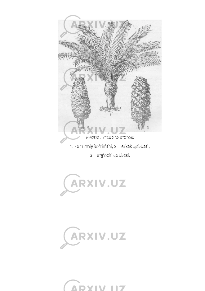 9- rasm . Encephalarthos : 1 – umumiy ko‘rinishi; 2 – erkak qubbasi; 3 – urg‘ochi qubbasi. 