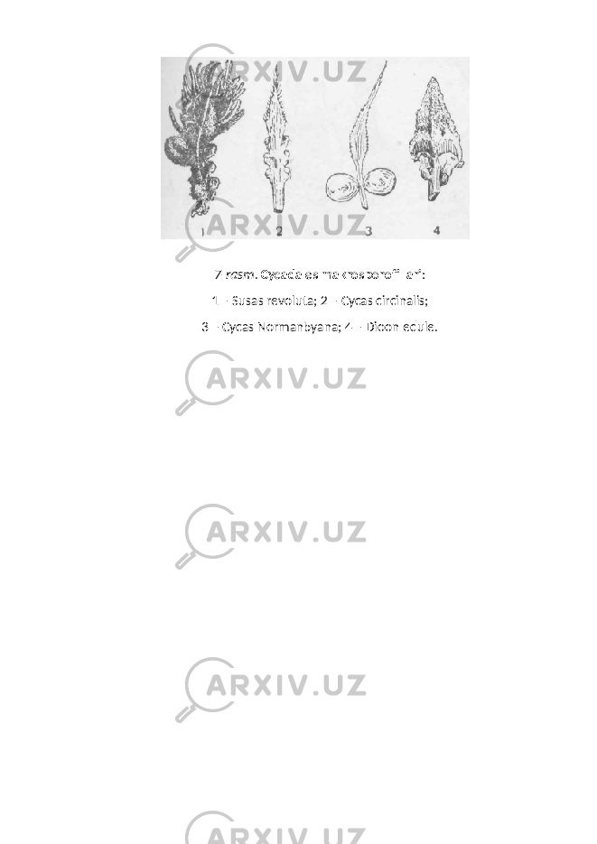7- rasm . Cycadales makrosporofillari : 1 – Susas revoluta; 2 – Cycas circinalis; 3 – Cycas Normanbyana; 4 – Dioon edule . 