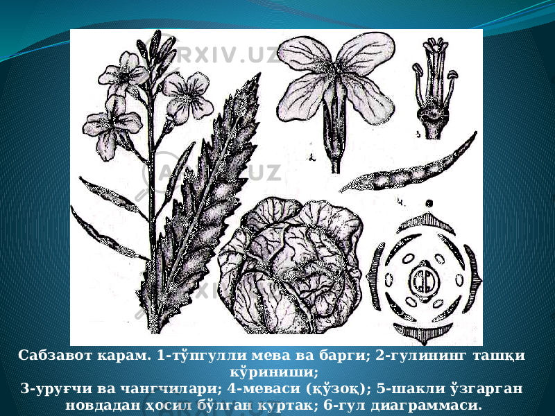 Сабзавот карам. 1-тўпгулли мева ва барги; 2-гулининг ташқи кўриниши; 3-уруғчи ва чангчилари; 4-меваси (қўзоқ); 5-шакли ўзгарган новдадан ҳосил бўлган куртак; 6-гул диаграммаси. 