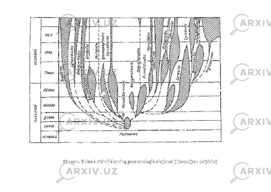  22-rasm. Yuksak o’simliklarning geoxronologik shajarasi (Taxtadjyan bo’yicha) 
