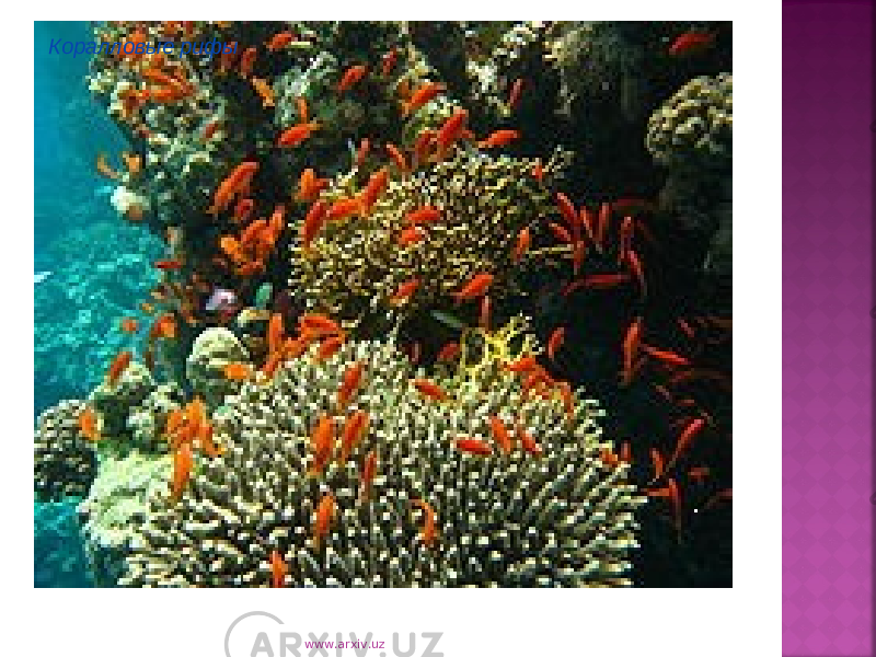 Коралловые рифы www.arxiv.uz 