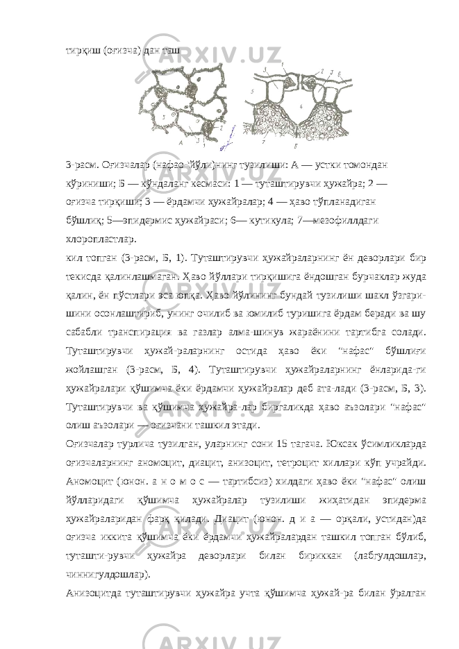 тирқиш (оғизча) дан таш 3-расм. Оғизчалар (нафао-&#39;йўли)нинг тузилиши: А — устки томондан кўриниши; Б — кўндаланг кесмаси: 1 — туташтирувчи ҳужайра; 2 — оғизча тирқиши; 3 — ёрдамчи ҳужайралар; 4 — ҳаво тўпланадиган бўшлиқ; 5—эпидермис ҳужайраси; 6— кутикула; 7—мезофиллдаги хлоропластлар. кил топган (3-расм, Б, 1). Туташтирувчи ҳужайраларнинг ён деворлари бир текисда қалинлашмаган. Ҳаво йўллари тирқишига ёндошган бурчаклар жуда қалин, ён пўстлари эса юпқа. Ҳаво йўлининг бундай тузилиши шакл ўзгари- шини осонлаштириб, унинг очилиб ва юмилиб туришига ёрдам беради ва шу сабабли транспирация ва газлар алма-шинув жараёнини тартибга солади. Туташтирувчи ҳужай-раларнинг остида ҳаво ёки &#34;нафас&#34; бўшлиғи жойлашган (3-расм, Б, 4). Туташтирувчи ҳужайраларнинг ёнларида-ги ҳужайралари қўшимча ёки ёрдамчи ҳужайралар деб ата-лади (3-расм, Б, 3). Туташтирувчи ва қўшимча ҳужайра-лар биргаликда ҳаво аъзолари &#34;нафас&#34; олиш аъзолари — оғизчани ташкил этади. Оғизчалар турлича тузилган, уларнинг сони 15 тагача. Юксак ўсимликларда оғизчаларнинг аномоцит, диацит, анизоцит, тетроцит хиллари кўп учрайди. Аномоцит (юнон. а н о м о с — тартибсиз) хилдаги ҳаво ёки &#34;нафас&#34; олиш йўлларидаги қўшимча ҳужайралар тузилиши жиҳатидан эпидерма ҳужайраларидан фарқ қилади. Диацит (юнон. д и а — орқали, устидан)да оғизча иккита қўшимча ёки ёрдамчи ҳужайралардан ташкил топган бўлиб, туташти-рувчи ҳужайра деворлари билан бириккан (лабгулдошлар, чиннигулдошлар). Анизоцитда туташтирувчи ҳужайра учта қўшимча ҳужай-ра билан ўралган 