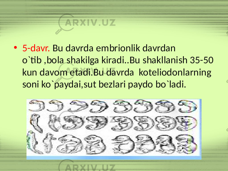 • 5-davr. Bu davrda embrionlik davrdan o`tib ,bola shakilga kiradi..Bu shakllanish 35-50 kun davom etadi.Bu davrda koteliodonlarning soni ko`paydai,sut bezlari paydo bo`ladi. 