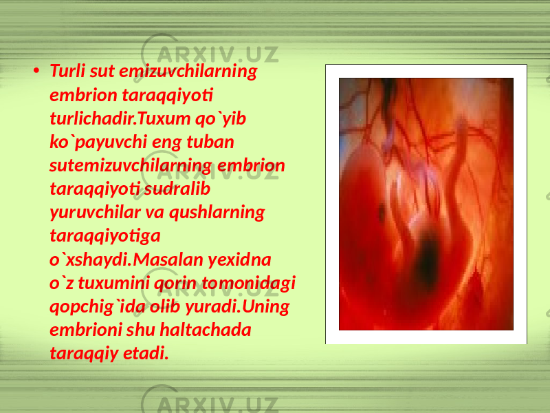 • Turli sut emizuvchilarning embrion taraqqiyoti turlichadir.Tuxum qo`yib ko`payuvchi eng tuban sutemizuvchilarning embrion taraqqiyoti sudralib yuruvchilar va qushlarning taraqqiyotiga o`xshaydi.Masalan yexidna o`z tuxumini qorin tomonidagi qopchig`ida olib yuradi.Uning embrioni shu haltachada taraqqiy etadi. 