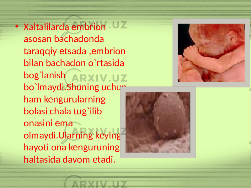 • Xaltalilarda embrion asosan bachadonda taraqqiy etsada ,embrion bilan bachadon o`rtasida bog`lanish bo`lmaydi.Shuning uchun ham kengurularning bolasi chala tug`ilib onasini ema olmaydi.Ularning keyingi hayoti ona kenguruning haltasida davom etadi. 