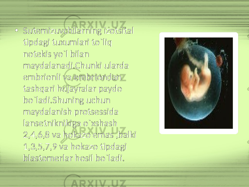 • Sutemizuvchilarning izotsital tipdagi tuxumlari to`liq notekis yo`l bilan maydalanadi.Chunki ularda embrionli va embriondan tashqari hujayralar paydo bo`ladi.Shuning uchun maydalanish protsessida lansetniknikiga o`xshash 2,4,6,8 va hokazo emas ,balki 1,3,5,7,9 va hokazo tipdagi blastomerlar hosil bo`ladi. 