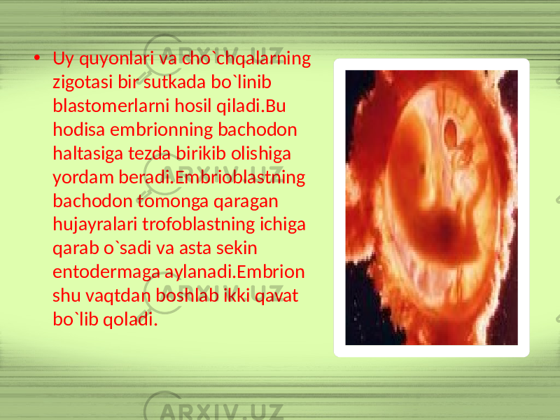 • Uy quyonlari va cho`chqalarning zigotasi bir sutkada bo`linib blastomerlarni hosil qiladi.Bu hodisa embrionning bachodon haltasiga tezda birikib olishiga yordam beradi.Embrioblastning bachodon tomonga qaragan hujayralari trofoblastning ichiga qarab o`sadi va asta sekin entodermaga aylanadi.Embrion shu vaqtdan boshlab ikki qavat bo`lib qoladi. 