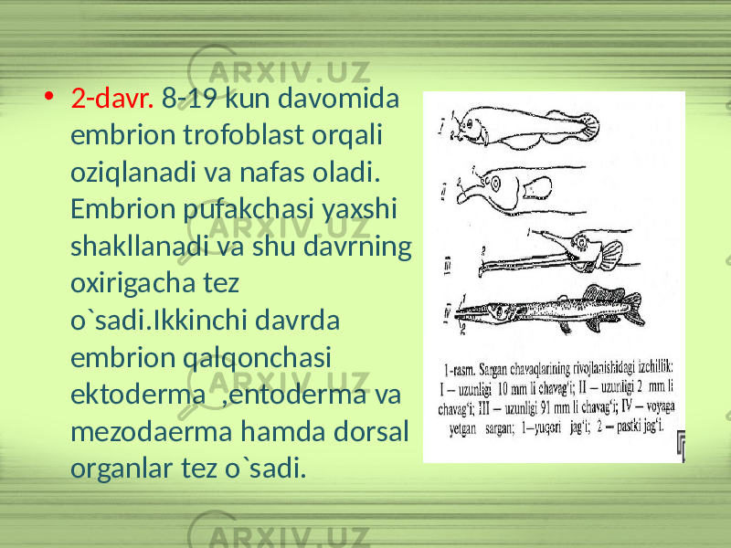 • 2-davr. 8-19 kun davomida embrion trofoblast orqali oziqlanadi va nafas oladi. Embrion pufakchasi yaxshi shakllanadi va shu davrning oxirigacha tez o`sadi.Ikkinchi davrda embrion qalqonchasi ektoderma ,entoderma va mezodaerma hamda dorsal organlar tez o`sadi. 