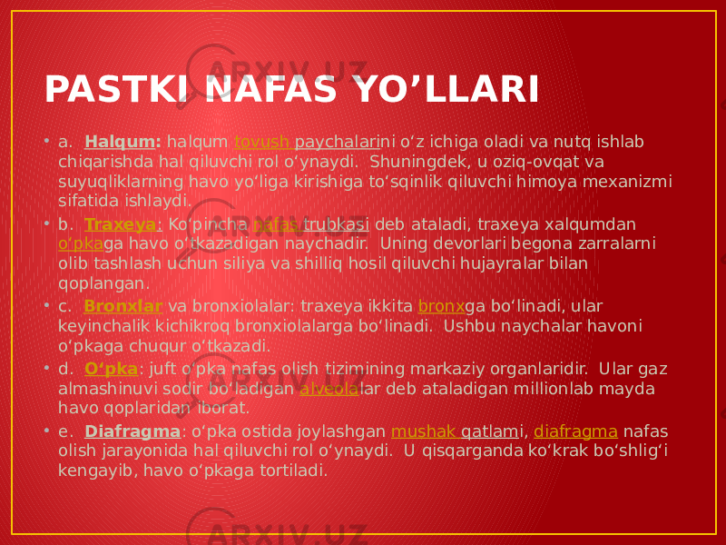 PASTKI NAFAS YO’LLARI • a.   Halqum :  halqum  tovush paychalari ni oʻz ichiga oladi va nutq ishlab chiqarishda hal qiluvchi rol oʻynaydi.  Shuningdek, u oziq-ovqat va suyuqliklarning havo yoʻliga kirishiga toʻsqinlik qiluvchi himoya mexanizmi sifatida ishlaydi. • b.   Traxeya :  Koʻpincha  nafas trubkasi  deb ataladi, traxeya xalqumdan  oʻpka ga havo oʻtkazadigan naychadir.  Uning devorlari begona zarralarni olib tashlash uchun siliya va shilliq hosil qiluvchi hujayralar bilan qoplangan. • c.   Bronxlar  va bronxiolalar: traxeya ikkita  bronx ga boʻlinadi, ular keyinchalik kichikroq bronxiolalarga boʻlinadi.  Ushbu naychalar havoni oʻpkaga chuqur oʻtkazadi. • d.   Oʻpka : juft oʻpka nafas olish tizimining markaziy organlaridir.  Ular gaz almashinuvi sodir boʻladigan  alveola lar deb ataladigan millionlab mayda havo qoplaridan iborat. • e.   Diafragma : oʻpka ostida joylashgan  mushak qatlam i,  diafragma  nafas olish jarayonida hal qiluvchi rol oʻynaydi.  U qisqarganda koʻkrak boʻshligʻi kengayib, havo oʻpkaga tortiladi. 