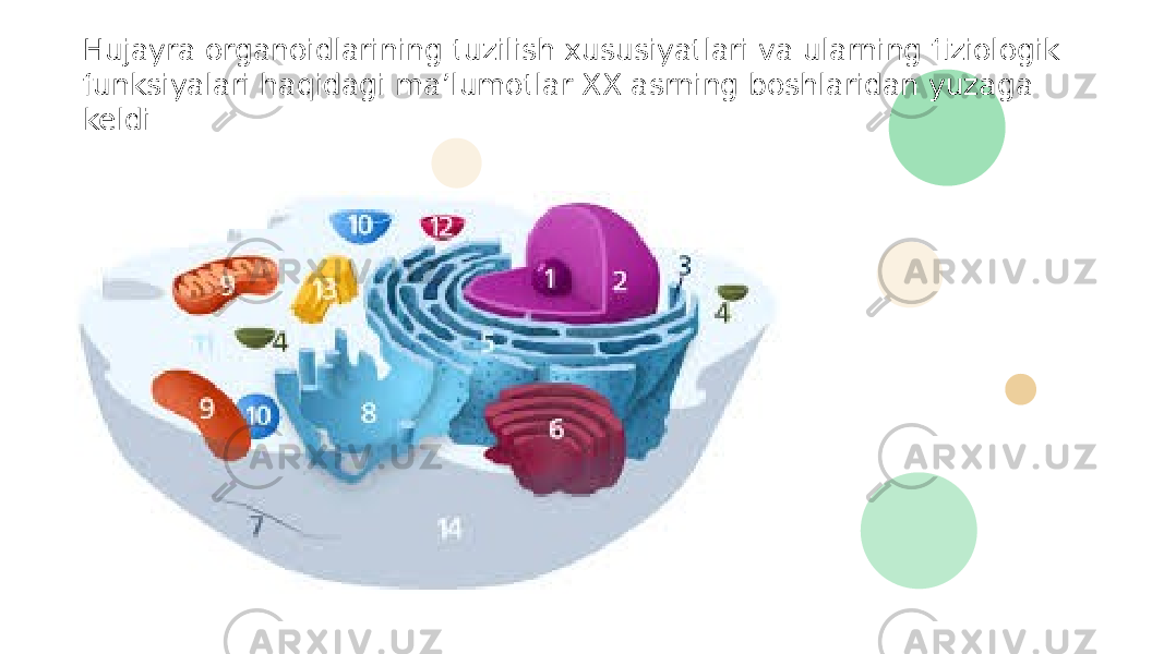 Hujayra organoidlarining tuzilish xususiyatlari va ularning fiziologik funksiyalari haqidagi ma’lumotlar XX asrning boshlaridan yuzaga keldi 