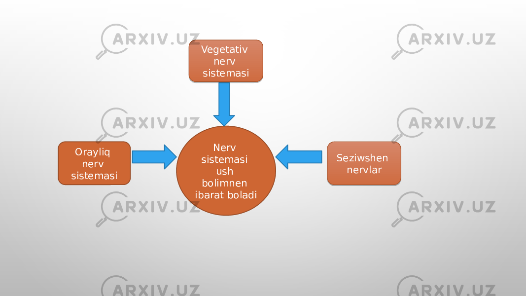 Nerv sistemasi ush bolimnen ibarat boladi Vegetativ nerv sistemasi Orayliq nerv sistemasi Seziwshen nervlar0E 291C 1F 0F 291C 