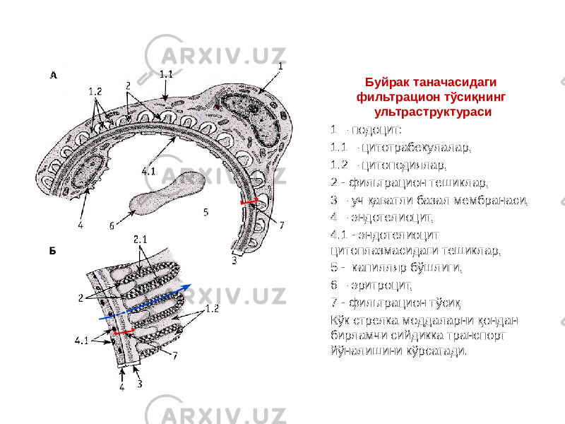 Буйрак таначасидаги фильтрацион тўсиқнинг ультраструктураси 1 – подоцит: 1.1 – цитотрабекулалар, 1.2 – цитоподиялар, 2 - фильтрацион тешиклар, 3 – уч қаватли базал мембранаси, 4 – эндотелиоцит, 4.1 - эндотелиоцит цитоплазмасидаги тешиклар, 5 - капилляр бўшлиги, 6 – эритроцит, 7 - фильтрацион тўсиқ Кўк стрелка моддаларни қондан бирламчи сийдикка транспорт йўналишини кўрсатади. 