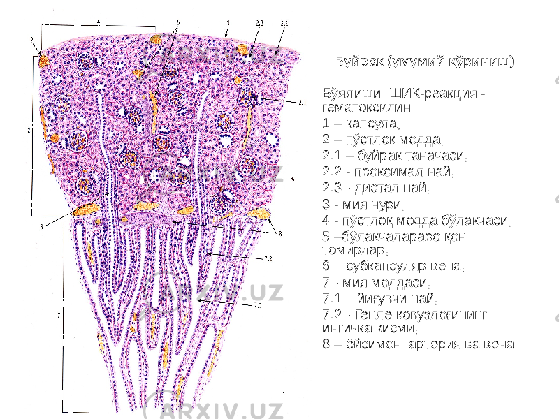 Буйрак (умумий кўриниш) Бўялиши: ШИК-реакция - гематоксилин. 1 – капсула, 2 – пўстлоқ модда, 2.1 – буйрак таначаси, 2.2 - проксимал най, 2.3 - дистал най, 3 - мия нури, 4 - пўстлоқ модда бўлакчаси, 5 –бўлакчалараро қон томирлар, 6 – субкапсуляр вена, 7 - мия моддаси, 7.1 – йиғувчи най, 7.2 - Генле қовузлоғининг ингичка қисми, 8 – ёйсимон артерия ва вена 