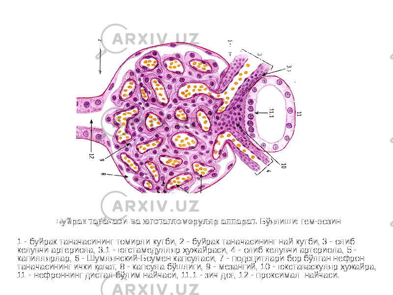Буйрак таначаси ва югстагломеруляр аппарат. Бўялиши: гем-эозин 1 - буйрак таначасининг томирли кутби, 2 - буйрак таначасининг най кутби, 3 - олиб келувчи артериола, 3.1 - югстамедулляр ҳужайраси, 4 - олиб келувчи артериола, 5 - капиллярлар, 6 - Шумлянский-Боумен капсуласи, 7 - подоцитлари бор бўлган нефрон таначасининг ички қават, 8 - капсула бўшлиги, 9 - мезангий, 10 - юкставаскуляр ҳужайра, 11 - нефроннинг дистал бўлим найчаси, 11.1 - зич доғ, 12 - проксимал найчаси. 