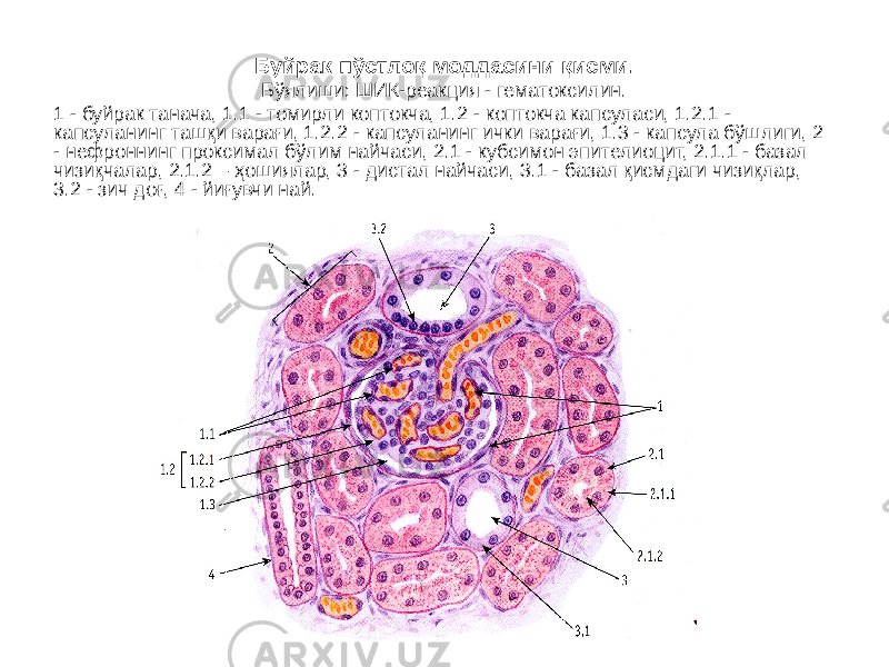 Буйрак пўстлоқ моддасини қисми. Бўялиши: ШИК-реакция - гематоксилин. 1 - буйрак танача, 1.1 - томирли коптокча, 1.2 - коптокча капсуласи, 1.2.1 - капсуланинг ташқи варағи, 1.2.2 - капсуланинг ички варағи, 1.3 - капсула бўшлиги, 2 - нефроннинг проксимал бўлим найчаси, 2.1 - кубсимон эпителиоцит, 2.1.1 - базал чизиқчалар, 2.1.2 – ҳошиялар, 3 - дистал найчаси, 3.1 - базал қисмдаги чизиқлар, 3.2 - зич доғ, 4 - йиғувчи най. 