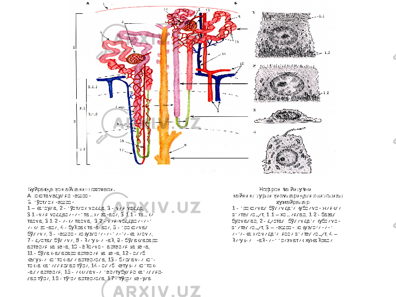 Буйракда қон айланиш схемаси. Нефрон ва йиғувчи А: юкстамедуляр нефрон. найнинг турли қисмларидаги эпителиал Б: пўстлоқ нефрон. ҳужайралар . 1 – капсула, 2 - пўстлоқ модда, 3 - мия модда, 1 - проксимал бўлимдаги кубсимон жиякли 3.1 -мия моддасининг ташқи зонаси, 3.1.1 - ташки эпителиоцит, 1.1 – ҳошиялар, 1.2 - базал тасма, 3.1.2 - ички тасма,. 3.2 - мия моддасининг бурмалар, 2 - дистал бўлимдаги кубсимон ички зонаси, 4 - буйрак таначаси, 5 - проксимал эпителиоцит, 3 – нефрон қовузлоғининг бўлими, 6 - нефрон қовузлоғининг ингичка қисми, ингичка қисмидаги ясси эпителиоцит, 4 – 7 - дистал бўлими, 8 - йигувчи най, 9 - бўлаклараро йиғувчи найнинг призматик ҳужайраси артерия ва вена, 10 - ёйсимон артерия ва вена, 11 - бўлакчалараро артерия ва вена, 12 - олиб келувчи коптокчали артериола, 13 - бирламчи коп- токча капиллярлар тўри, 14 - олиб кетувчи копток- чали артерия, 15 - иккиламчи перитубуляр капилляр- лар тўри, 16 - тўғри артериола, 17 - тўғри венула. 