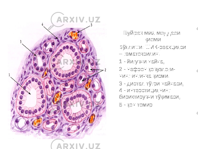 Буйрак мия моддаси қисми Бўялиши: ШИК-реакцияси – гематоксилин. 1 - йиғувчи найча, 2 - нефрон қовузлоғи- нинг ингичка қисми. 3 - дистал тўғри найчаси, 4 - интерстициянинг бириктирувчи тўқимаси, 5 - қон томир 