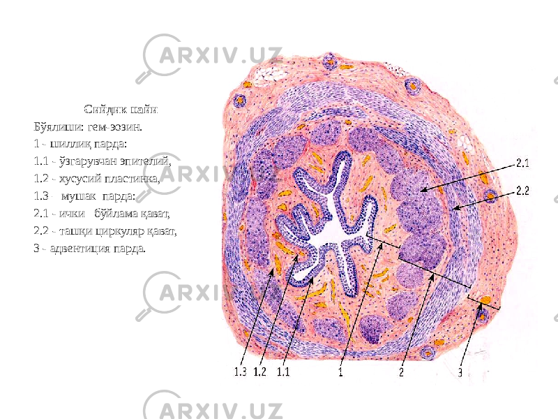 Сийдик найи Бўялиши: гем-эозин. 1 - шиллиқ парда: 1.1 - ўзгарувчан эпителий, 1.2 - хусусий пластинка, 1.3 – мушак парда: 2.1 - ички бўйлама қават, 2.2 - ташқи циркуляр қават, 3 - адвентиция парда. 