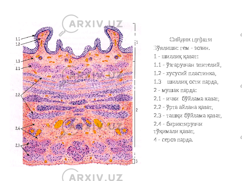 Сийдик пуфаги Бўялиши: гем - эозин. 1 - шиллиқ қават: 1.1 - ўзгарувчан эпителий, 1.2 - хусусий пластинка, 1.3 – шиллиқ ости парда, 2 - мушак парда: 2.1 - ички бўйлама кават, 2.2 - ўрта айлана қават, 2.3 - ташқи бўйлама қават, 2.4 - бириктирувчи тўқимали қават, 4 - сероз парда. 