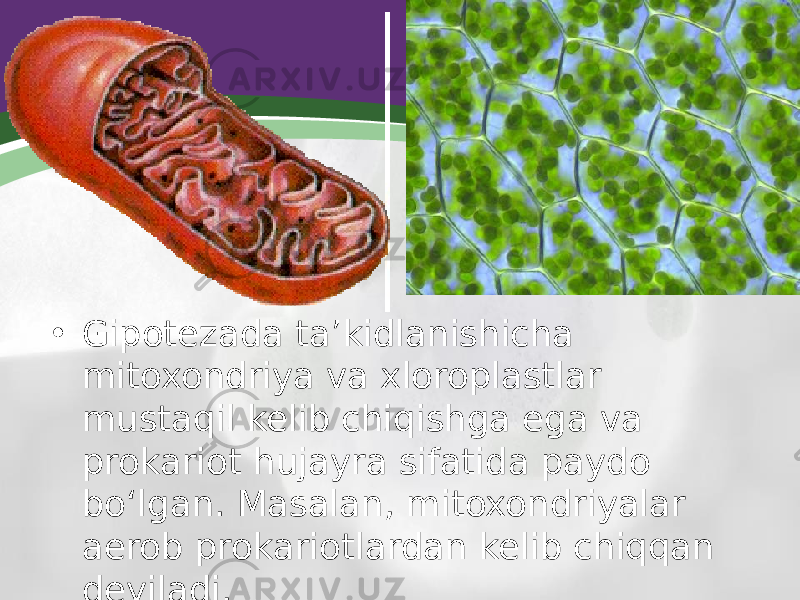 • Gipotezada ta’kidlanishicha mitoxondriya va xloroplastlar mustaqil kelib chiqishga ega va prokariot hujayra sifatida paydo bo‘lgan. Masalan, mitoxondriyalar aerob prokariotlardan kelib chiqqan deyiladi. 