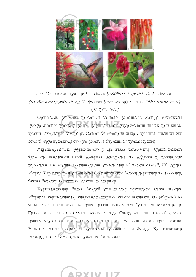 расм. Орнитофил гуллар: 1 - рябчик ( Fritillana imperiales ); 2 - абутилон ( Abutilon megapotamiamy , 3 - фуксия ( Fuchsia sp ); 4 - алоэ ( Aloe arborescem ) ( Kugler , 1970) Орнитофил усимликлар одатда эрталаб гуллашади. Уларда мустахкам гулкургонлари булиб, у гулни, тугунчани ва чукур жойлашган нектарни химоя қ и ли ш вазифасини бажаради. Одатда бу гуллар зигоморф, купинча найсимон ёки осилиб турувчи, алохида ёки тупгулларга бирлашган булади (расм). Хироптерофилия (куршапалаклар ёрдамида чангланиш) Куршапалаклар ёрдамида чангланиш Осиё, Америка, Австралия ва Африка тропикларида таркалган. Бу усулда чангланадиган усимликлар 60 оилага мансуб, 750 турдан иборат. Хироптерофил усимликларнинг аксарияти баланд дарахтлар ва лианалар, баъзан буталар ва хаттоки ут усимликлардир. Куршапалаклар билан бундай усимликлар орасидаги алока шундан иборатки, куршапалаклар уларнинг гулларини кечаси чанглантиради (48-расм). Бу усимликлар асосан кечки ва тунги гуллаш типига эга булган усимликлардир. Гулчанги ва нектарлар факат кечаси етилади. Одатда чангланиш жараёни, яъни гулдаги уругчининг етилиши куршапалакларнинг купайиш вактига тугри келади. Усимлик гуллари йирик ва мустахкам тузилишга эга булади. Куршапалаклар гуллардан хам нектар, хам гулчанги йигадилар. 