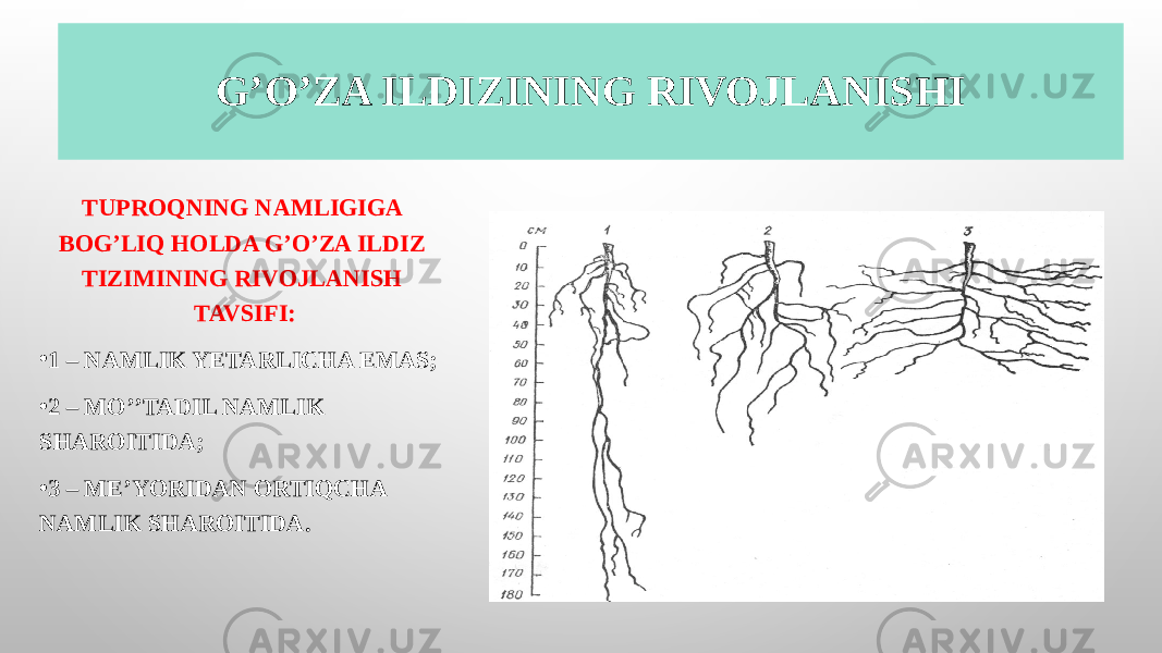 G’O’ZA ILDIZINING RIVOJLANISHI TUPROQNING NAMLIGIGA BOGʼLIQ HOLDA GʼOʼZA ILDIZ TIZIMINING RIVOJLANISH TAVSIFI: • 1 – NAMLIK YETARLICHA EMAS; • 2 – MOʼʼTADIL NAMLIK SHAROITIDA; • 3 – MEʼYORIDAN ORTIQCHA NAMLIK SHAROITIDA. 