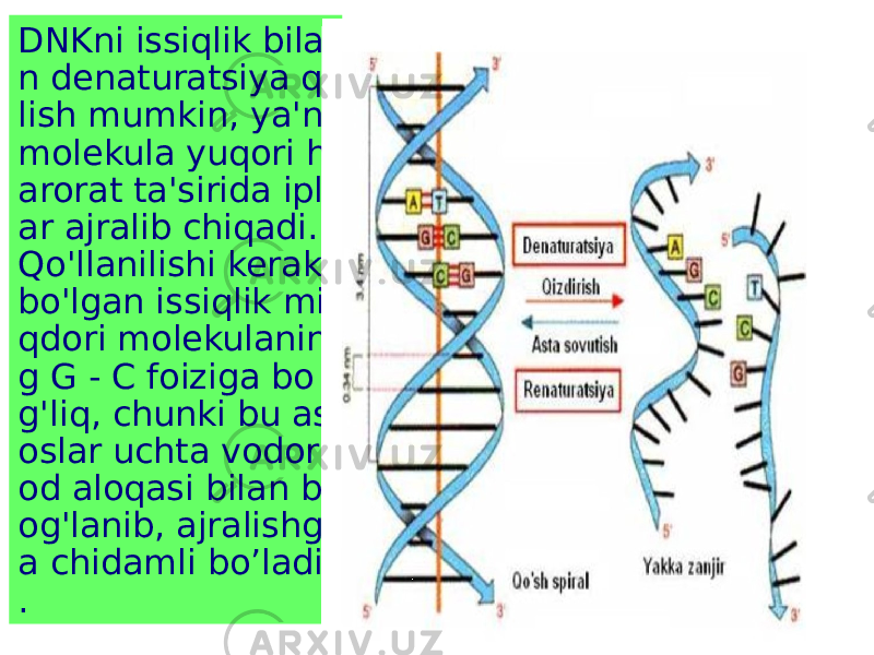 DNKni issiqlik bila n denaturatsiya qi lish mumkin, ya&#39;ni molekula yuqori h arorat ta&#39;sirida ipl ar ajralib chiqadi. Qo&#39;llanilishi kerak bo&#39;lgan issiqlik mi qdori molekulanin g G - C foiziga bo g&#39;liq, chunki bu as oslar uchta vodor od aloqasi bilan b og&#39;lanib, ajralishg a chidamli boʼladi . 