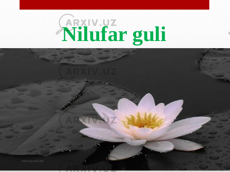 Nilufar guli www.arxiv.uz 