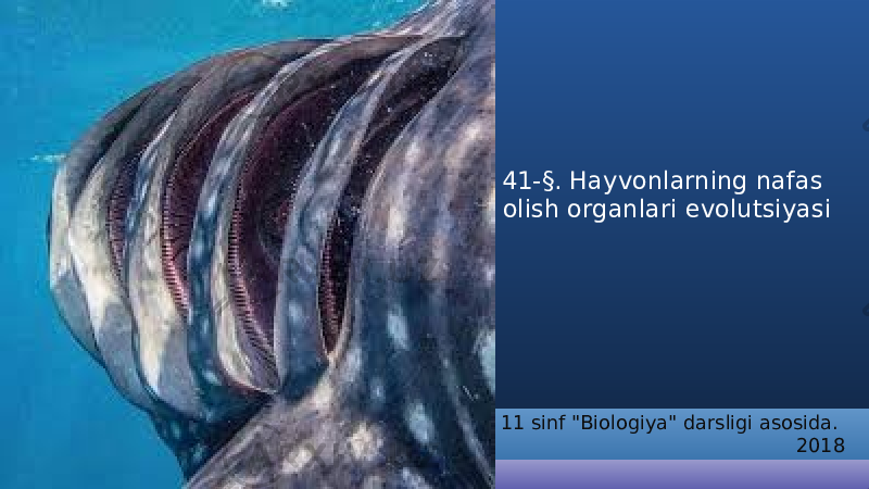 41-§. Hayvonlarning nafas olish organlari evolutsiyasi 11 sinf &#34;Biologiya&#34; darsligi asosida. 2018 
