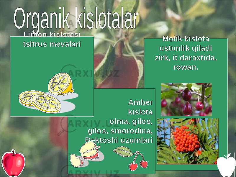 Molik kislota ustunlik qiladi zirk, it daraxtida, rowan. Amber kislota olma, gilos, gilos, smorodina, Bektoshi uzumlari Limon kislotasi tsitrus mevalari 