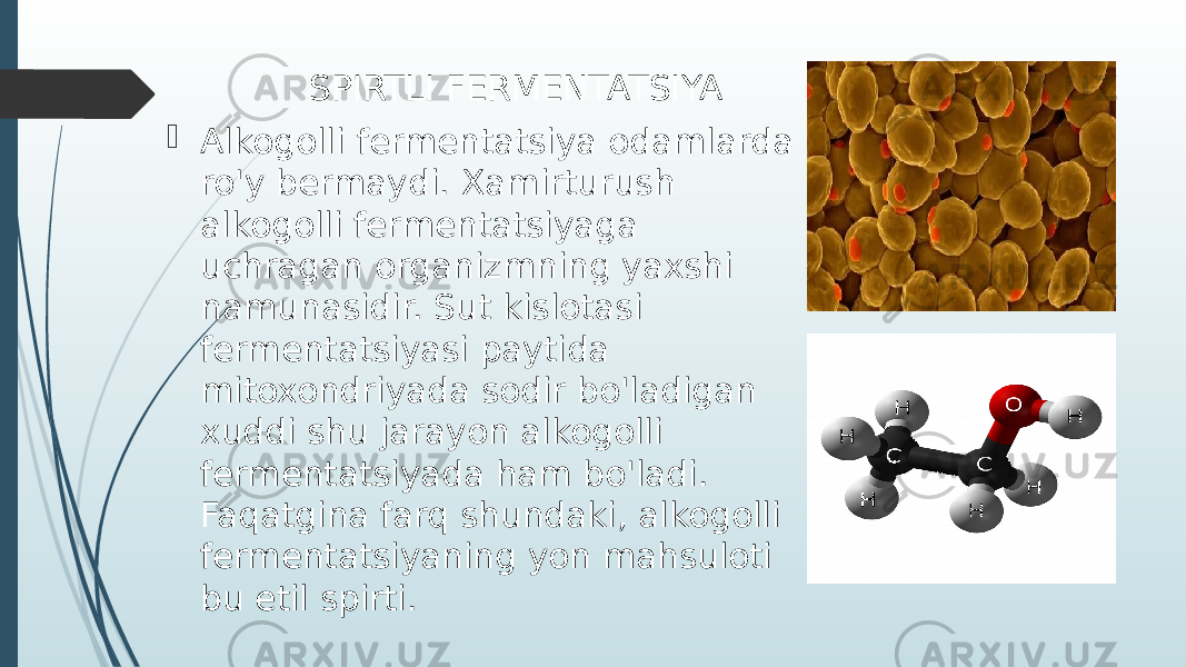  SPIRTLI FERMENTATSIYA  Alkogolli fermentatsiya odamlarda ro&#39;y bermaydi. Xamirturush alkogolli fermentatsiyaga uchragan organizmning yaxshi namunasidir. Sut kislotasi fermentatsiyasi paytida mitoxondriyada sodir bo&#39;ladigan xuddi shu jarayon alkogolli fermentatsiyada ham bo&#39;ladi. Faqatgina farq shundaki, alkogolli fermentatsiyaning yon mahsuloti bu etil spirti. 