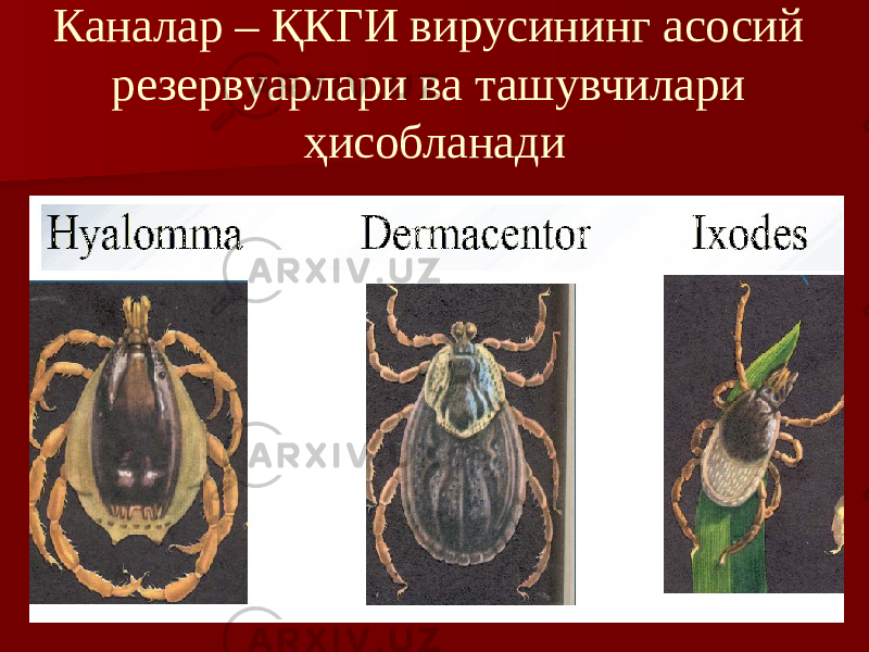 Каналар – ҚКГИ вирусининг асосий резервуарлари ва ташувчилари ҳисобланади 