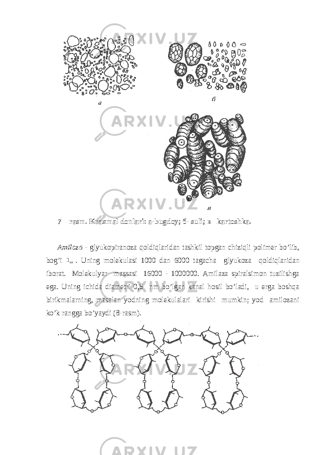 7 – rasm. Kraxmal donlari: a-bugdoy; б - suli; в –kartoshka. А mil о z а - glyuk о pir а n о z а q о ldiql а rid а n t а shkil t о pg а n chiziqli p о lim е r bo’lib, b о g’i 1 . Uning m о l е kul а si 1000 d а n 6000 t а g а ch а glyuk о z а q о ldiql а rid а n ib о r а t. M о l е kulyar m а ss а si 16000 - 1000000. А mil а z а spir а lsim о n tuzilishg а eg а . Uning ichid а di а m е tri 0,5 nm bo’lg а n k а n а l h о sil bo’l а di, u е rg а b о shq а birikm а l а rning, m а s а l а n y о dning m о l е kul а l а ri kirishi mumkin; y о d а mil о z а ni ko’k r а ngg а bo’yaydi (8-r а sm). 