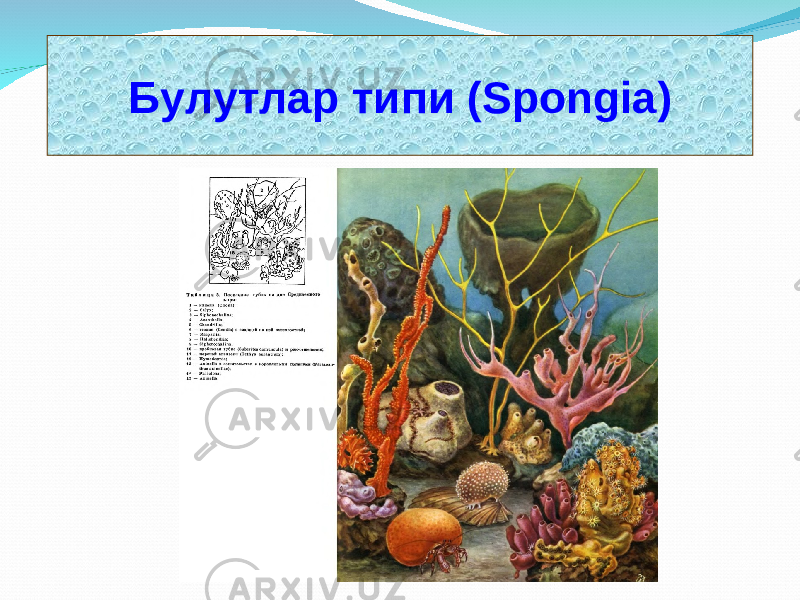 Булутлар типи ( Spongia ) 