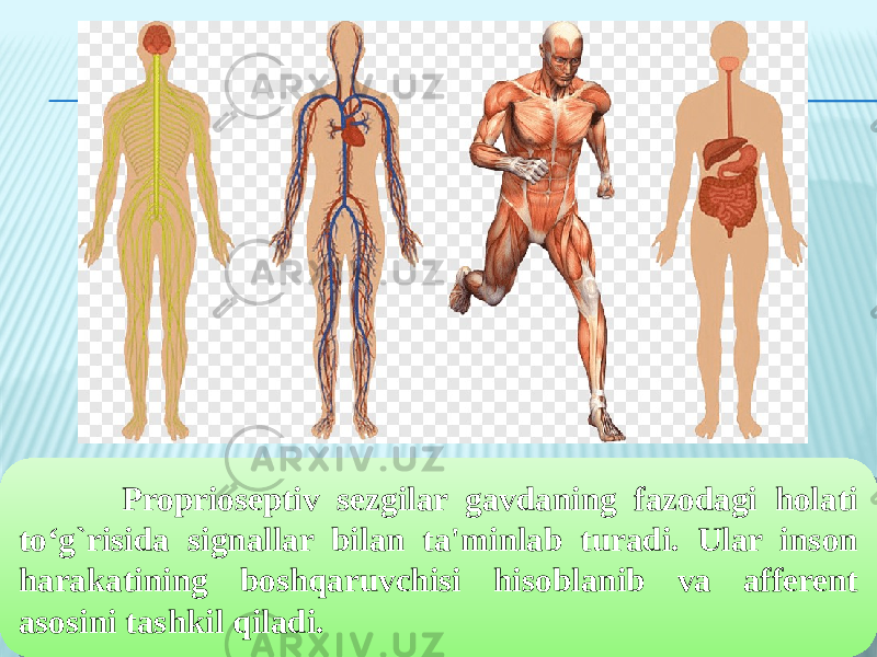  Proprioseptiv sezgilar gavdaning fazodagi holati to‘g`risida signallar bilan ta&#39;minlab turadi. Ular inson harakatining boshqaruvchisi hisoblanib va afferent asosini tashkil qiladi.08 32 19 2413 13 